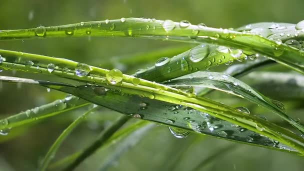 Hierba Verde Naturaleza Con Gotas Lluvia — Vídeos de Stock