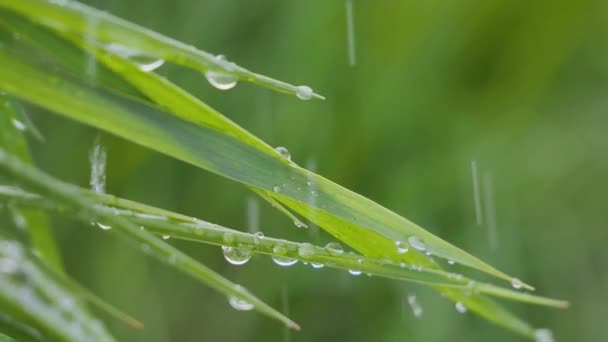 Grönt Gräs Naturen Med Regndroppar — Stockvideo