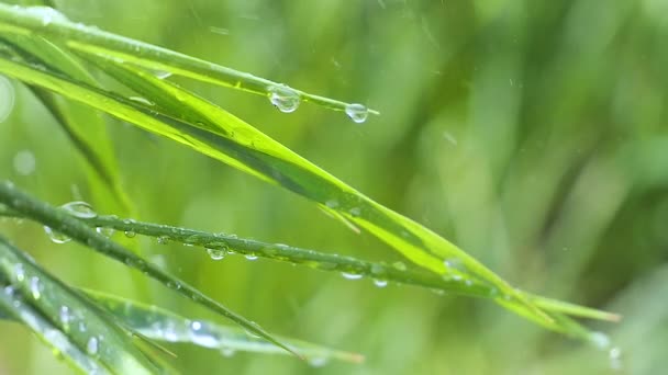 Groen Gras Natuur Met Regendruppels — Stockvideo