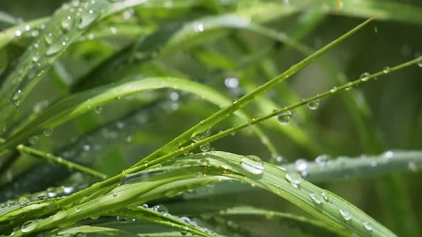 Hierba Verde Naturaleza Con Gotas Lluvia — Vídeos de Stock