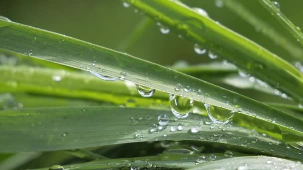 Groen Gras Natuur Met Regendruppels — Stockvideo