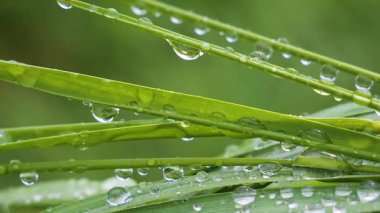 Yeşil çimenler yağmur damlalarıyla birlikte