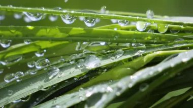 Yeşil çimenler yağmur damlalarıyla birlikte