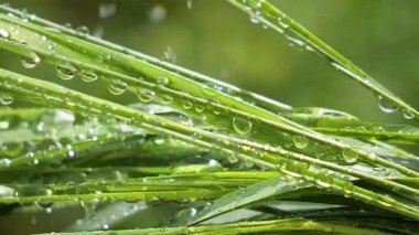 Yeşil çimenler yağmur damlalarıyla birlikte