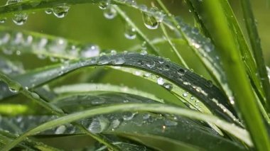Yeşil çimenler yağmur damlalarıyla birlikte