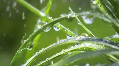 Yeşil çimenler yağmur damlalarıyla birlikte