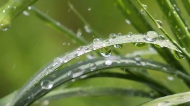 Yeşil çimenler yağmur damlalarıyla birlikte