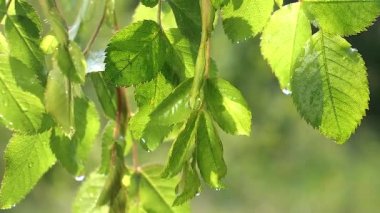 Doğada yaz aylarında yağmur damlaları ile yeşil yaprak rüzgar gelişir