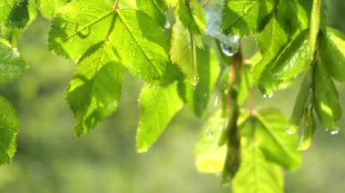 Doğada yaz aylarında yağmur damlaları ile yeşil yaprak rüzgar gelişir