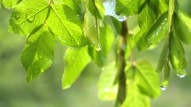 Doğada yaz aylarında yağmur damlaları ile yeşil yaprak rüzgar gelişir