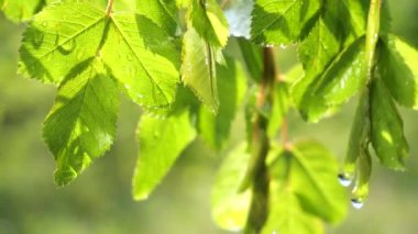 Doğada yaz aylarında yağmur damlaları ile yeşil yaprak rüzgar gelişir