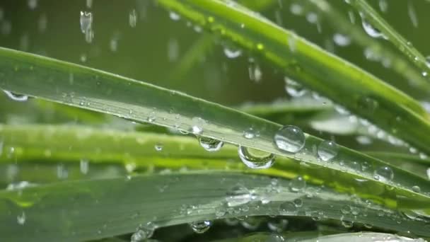 Groen Gras Natuur Met Regendruppels — Stockvideo