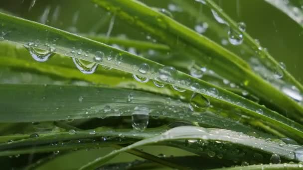 Hierba Verde Naturaleza Con Gotas Lluvia — Vídeos de Stock