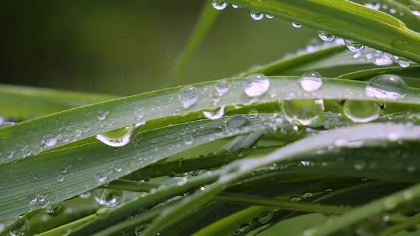 Зеленая Трава Природе Каплями Дождя — стоковое видео