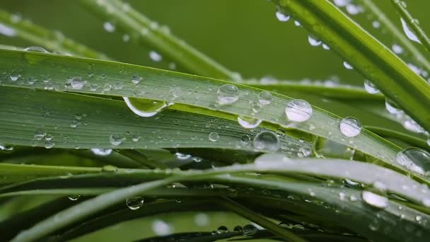 Hierba Verde Naturaleza Con Gotas Lluvia — Vídeo de stock