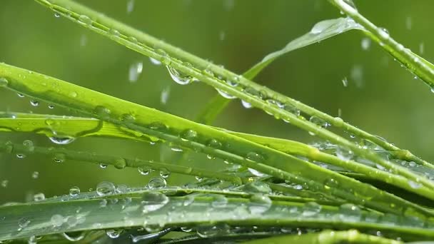 Hierba Verde Naturaleza Con Gotas Lluvia — Vídeos de Stock