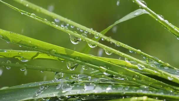 Hierba Verde Naturaleza Con Gotas Lluvia — Vídeo de stock
