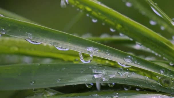 Grünes Gras Der Natur Mit Regentropfen — Stockvideo