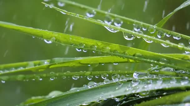 Hierba Verde Naturaleza Con Gotas Lluvia — Vídeo de stock