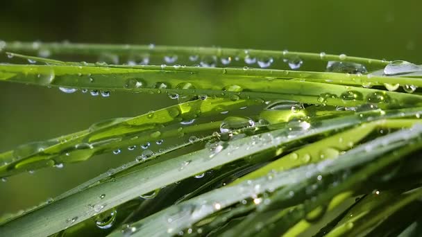 Grama Verde Natureza Com Gotas Chuva — Vídeo de Stock