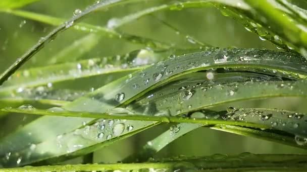 Zielona Trawa Przyrodzie Kroplami Deszczu — Wideo stockowe