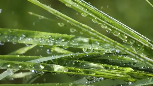 Hierba Verde Naturaleza Con Gotas Lluvia — Vídeos de Stock