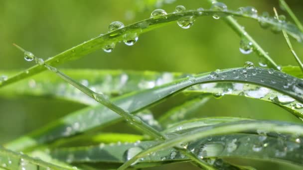 Herbe verte dans la nature avec des gouttes de pluie
