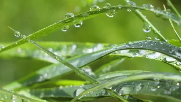 Grönt Gräs Naturen Med Regndroppar — Stockvideo