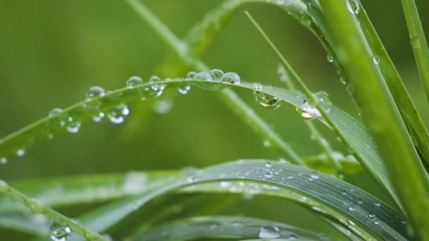 天然绿草 有雨滴 — 图库视频影像