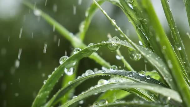 Zelená Tráva Přírodě Kapkami Deště — Stock video