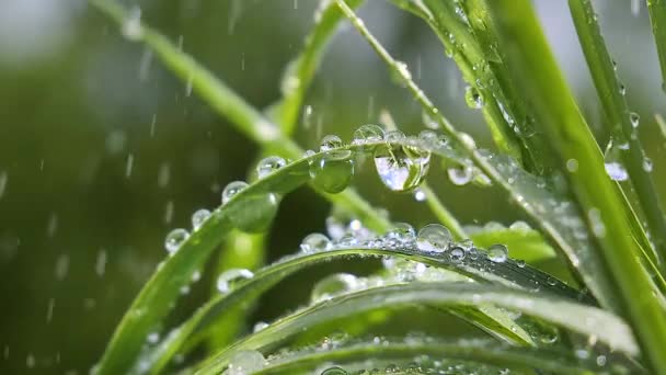 Herbe Verte Dans Nature Avec Des Gouttes Pluie — Video