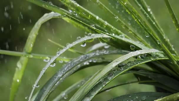 Hierba Verde Naturaleza Con Gotas Lluvia — Vídeos de Stock