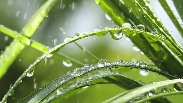 Grama Verde Natureza Com Gotas Chuva — Vídeo de Stock