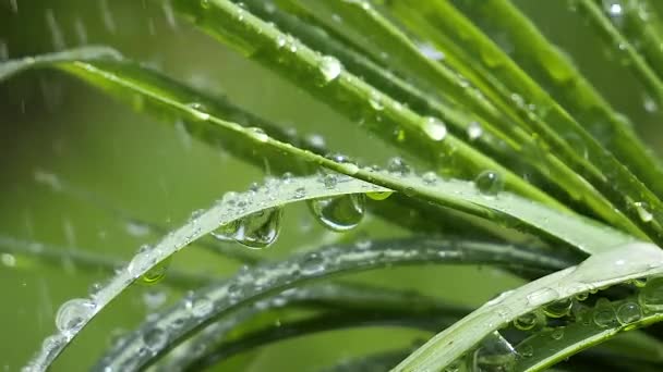 Groen Gras Natuur Met Regendruppels — Stockvideo