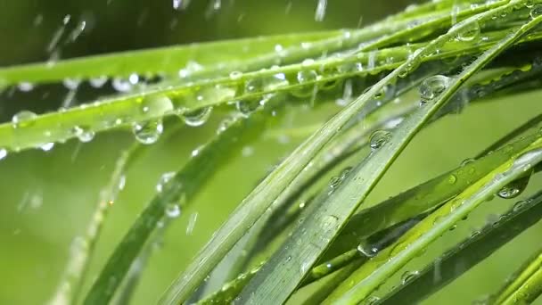 Grama Verde Natureza Com Gotas Chuva — Vídeo de Stock