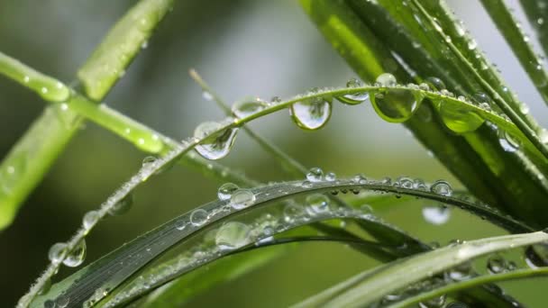 Hierba Verde Naturaleza Con Gotas Lluvia — Vídeo de stock