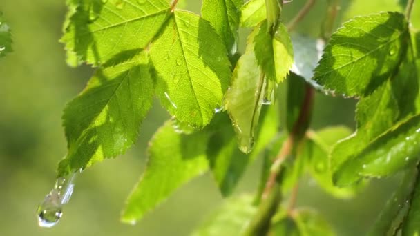 Hoja Verde Con Gotas Lluvia Verano Naturaleza Desarrolla Viento — Vídeo de stock