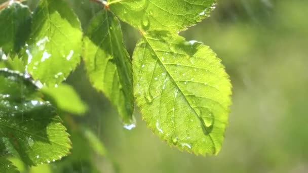 Folha Verde Com Gotas Chuva Verão Natureza Desenvolve Vento — Vídeo de Stock