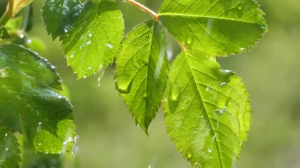 Groen Blad Met Regendruppels Zomer Natuur Ontwikkelt Zich Wind — Stockvideo