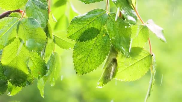 Foglia Verde Con Gocce Pioggia Estate Natura Sviluppa Nel Vento — Video Stock