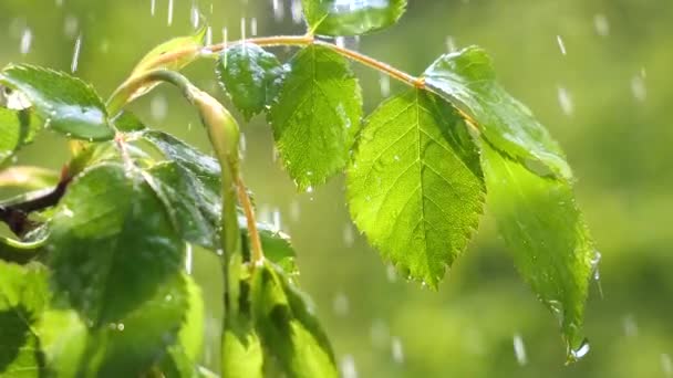 Πράσινο Φύλλο Σταγόνες Βροχής Καλοκαίρι Στη Φύση Αναπτύσσεται Στον Άνεμο — Αρχείο Βίντεο