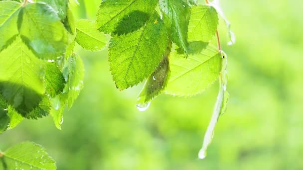 自然の夏に雨滴を持つ緑の葉は風の中で発達する — ストック動画