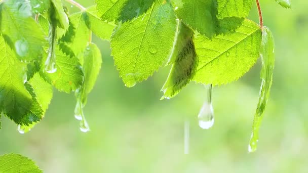 绿叶与雨滴在夏天在大自然中发展在风中 — 图库视频影像