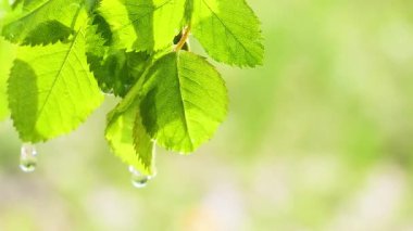 Doğada yaz aylarında yağmur damlaları ile yeşil yaprak rüzgar gelişir