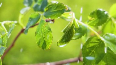 Doğada yaz aylarında yağmur damlaları ile yeşil yaprak rüzgar gelişir