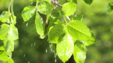Doğada yaz aylarında yağmur damlaları ile yeşil yaprak rüzgar gelişir
