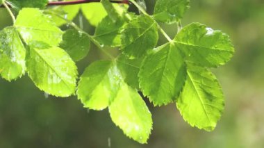 Doğada yaz aylarında yağmur damlaları ile yeşil yaprak rüzgar gelişir