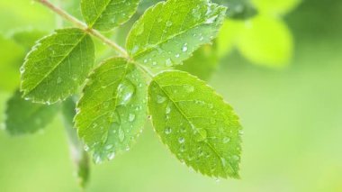 Doğada yaz aylarında yağmur damlaları ile yeşil yaprak rüzgar gelişir