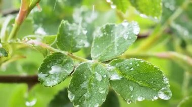 Doğada yaz aylarında yağmur damlaları ile yeşil yaprak rüzgar gelişir