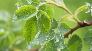 Doğada yaz aylarında yağmur damlaları ile yeşil yaprak rüzgar gelişir